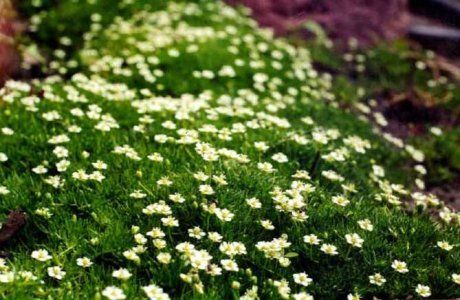 Мшанка – ирландский мох для газона